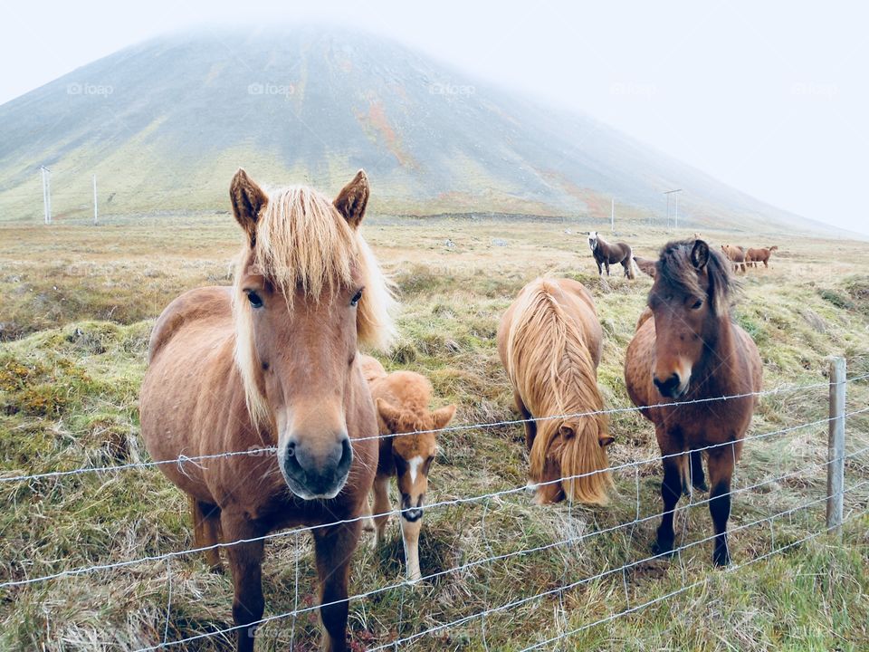 Icelandic horses in their natural habitat on a foggy day 
