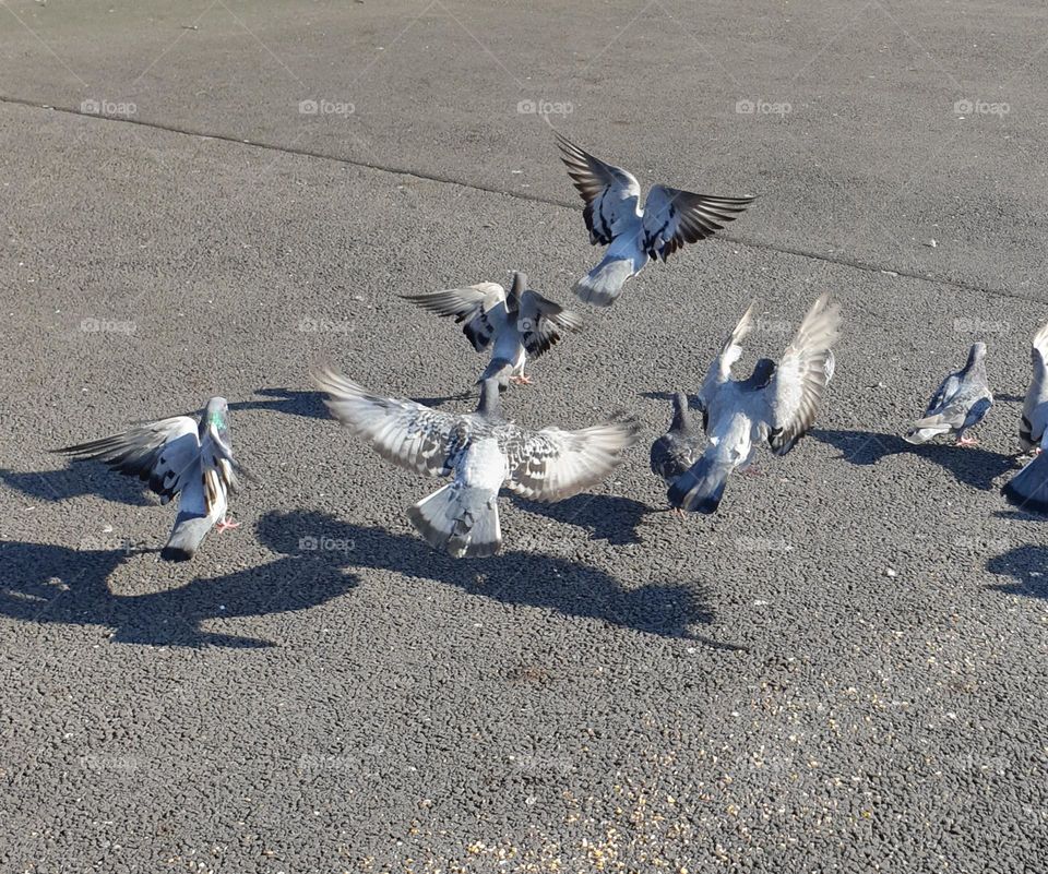 multiple pigeons jumping up