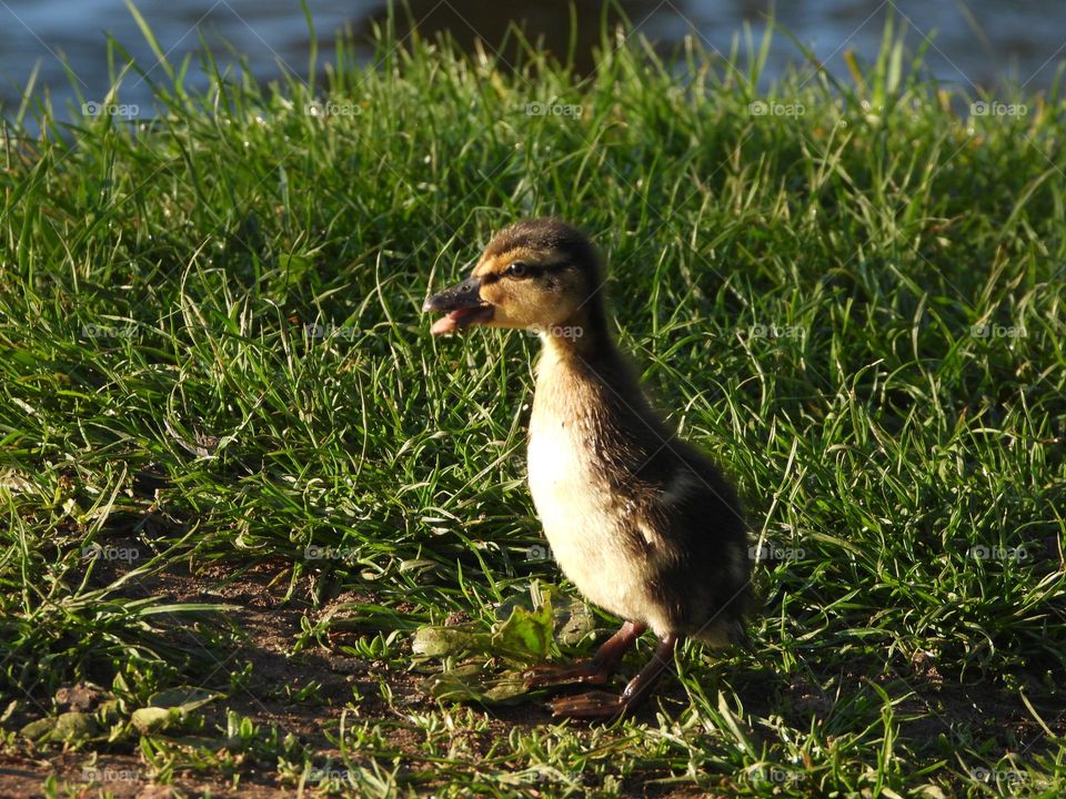 A duckling at the river 