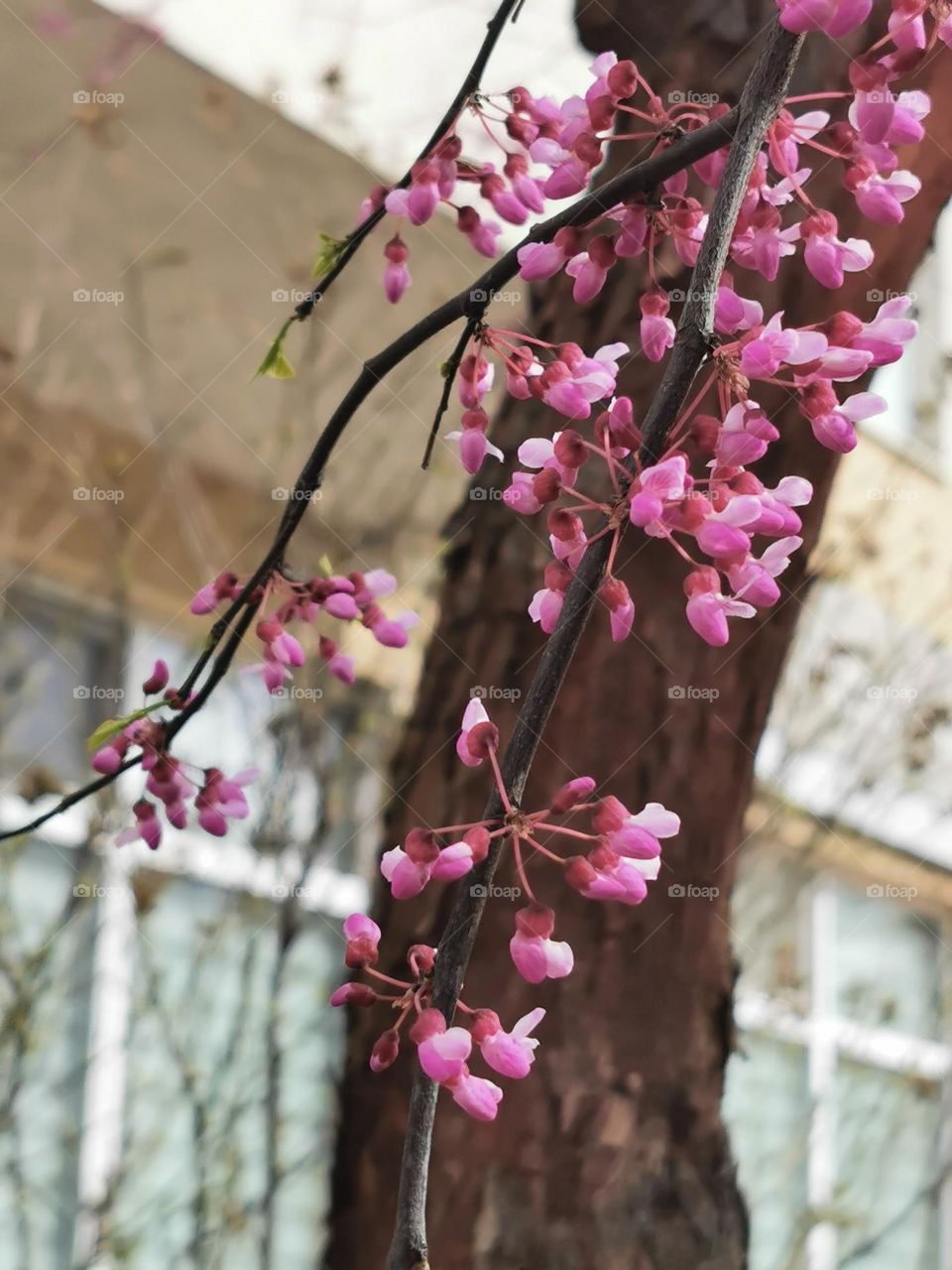 Pinkish flowers of a blooming tree