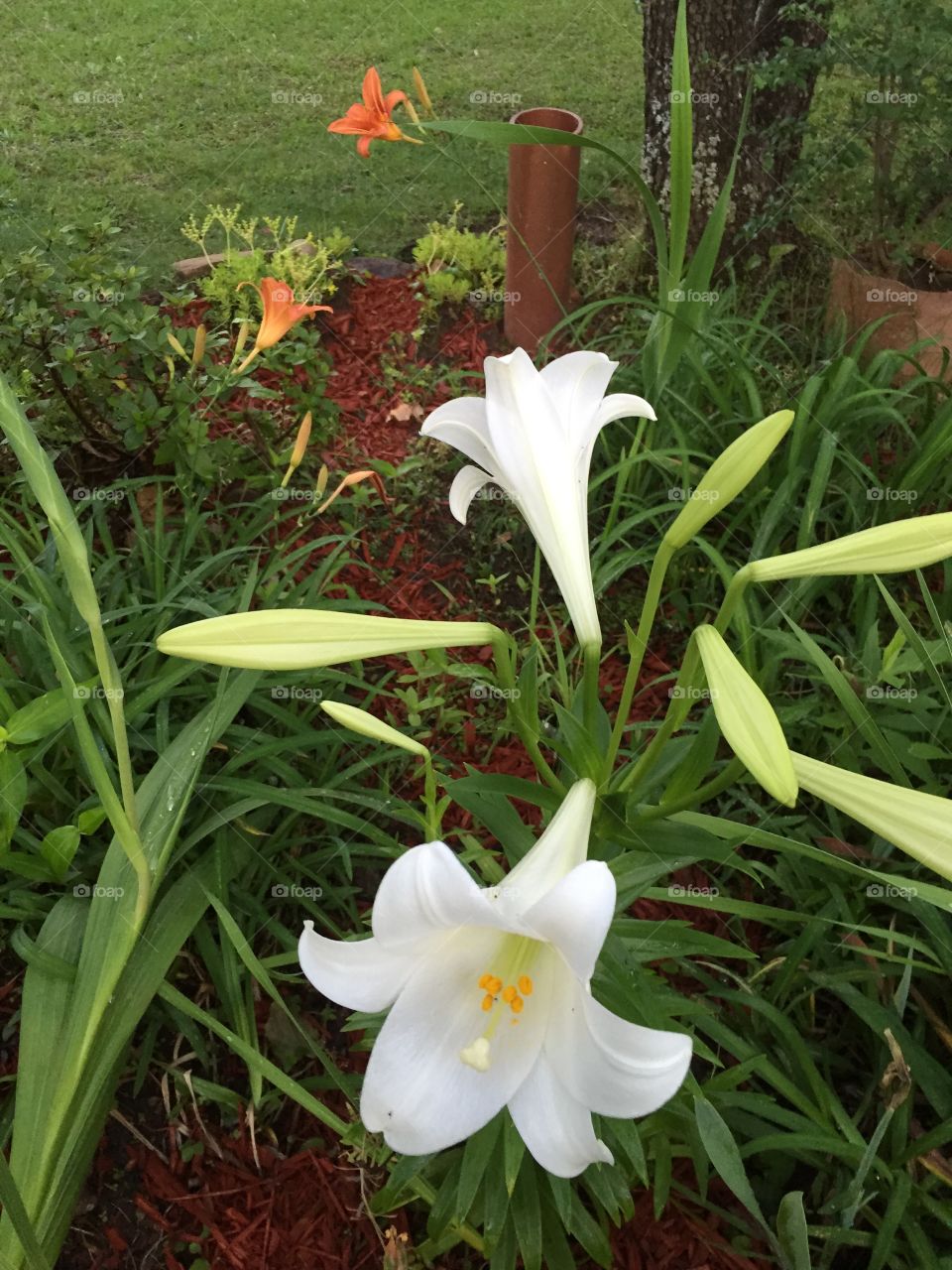 An Raster lily blooming in my spring garden.