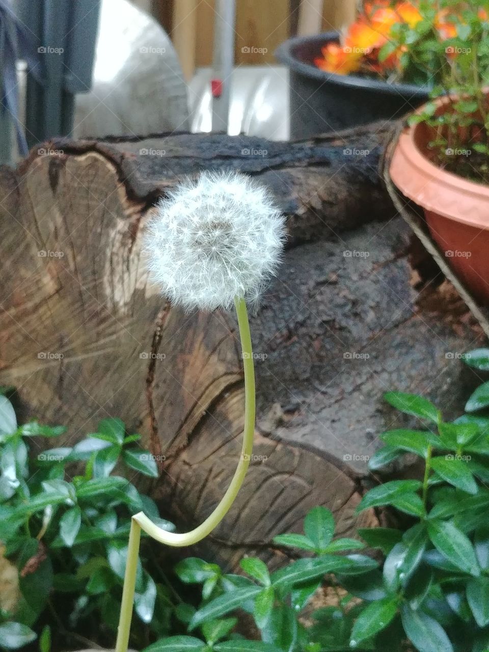 pusteblume Löwenzahn samen schief krumm