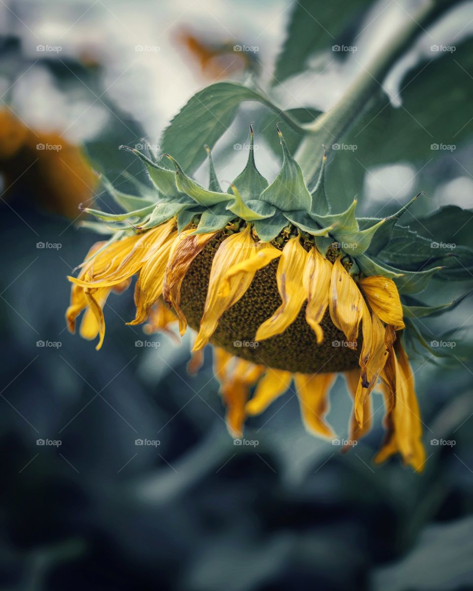 sunflower 4