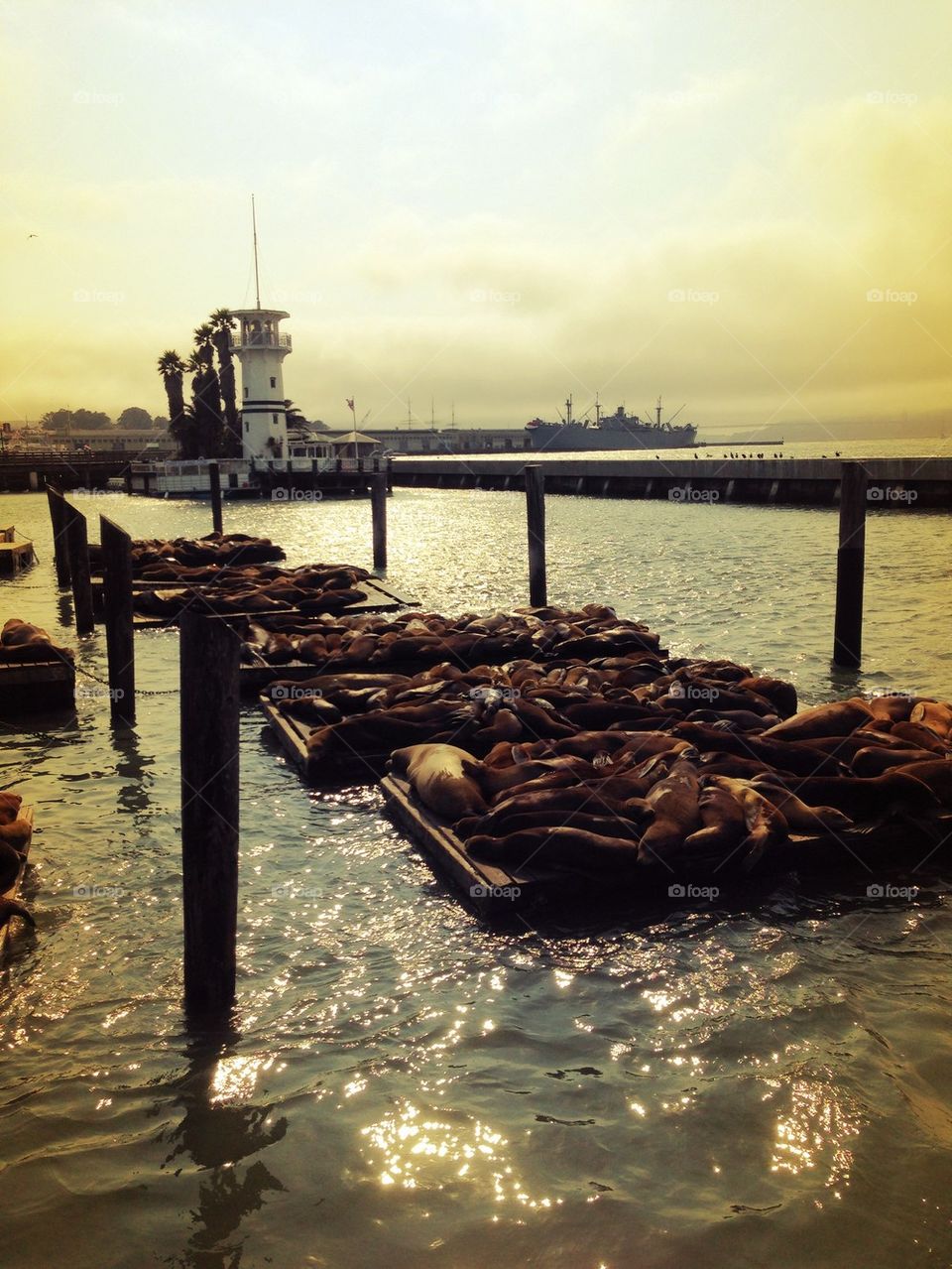 Pier 39 Seals