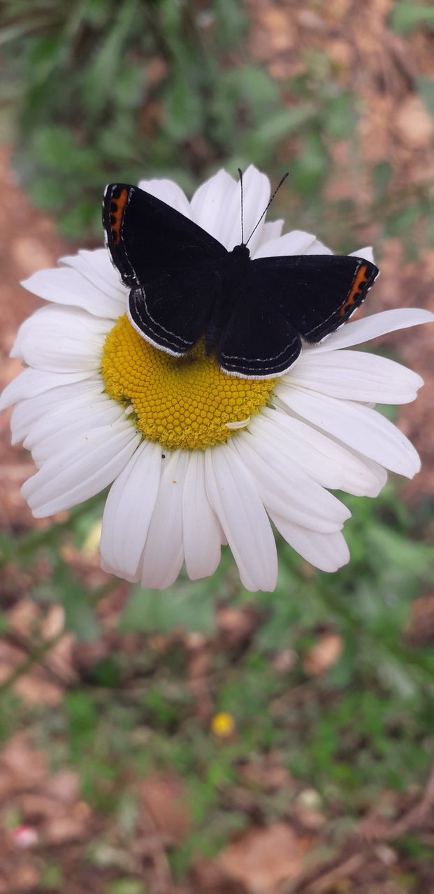 butterfly on a flower