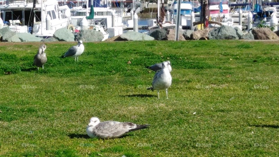 seagulls hanging out at the marina