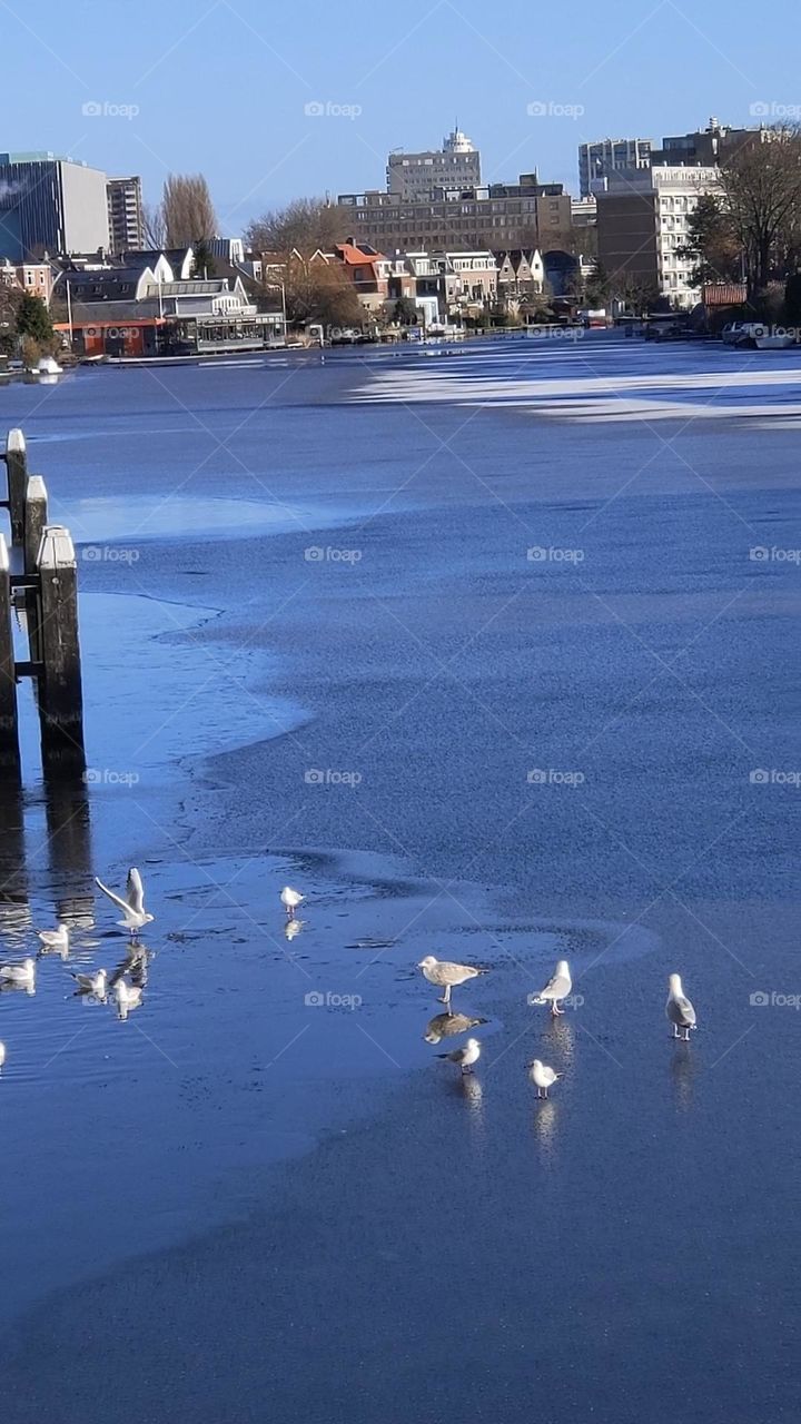 Seagulls playing on the frozen Rhine