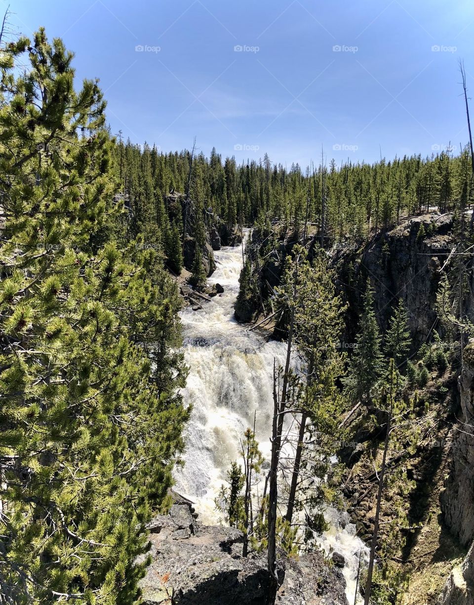 a river surrounded by bare and sharp tree branches