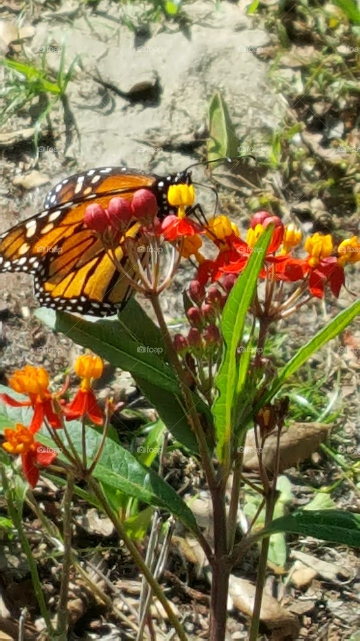 monarch butterfly
