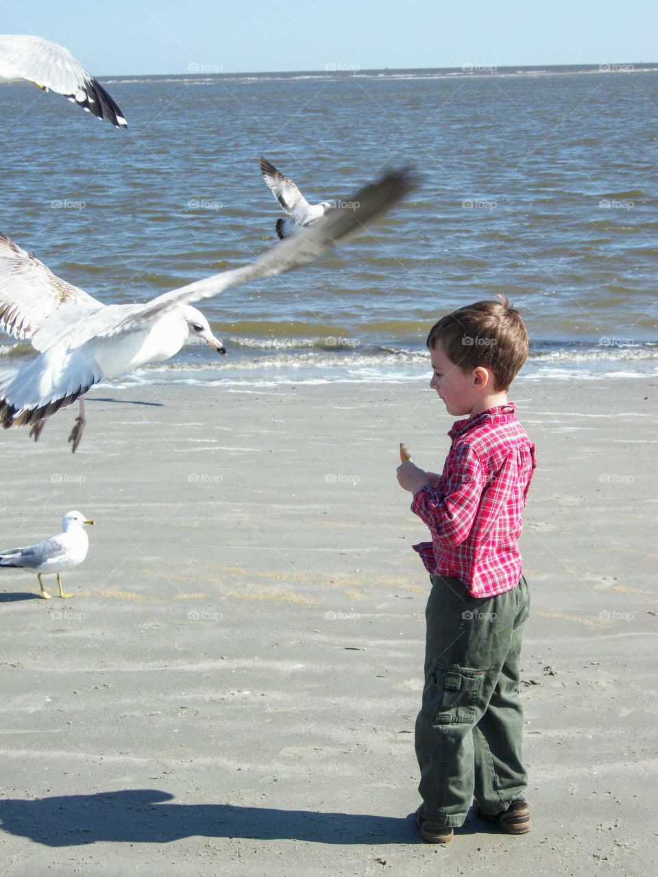 Feeding seagulls