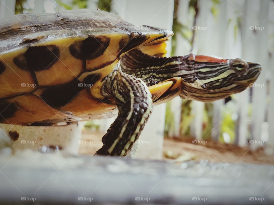 🐢 Tortoise 💕