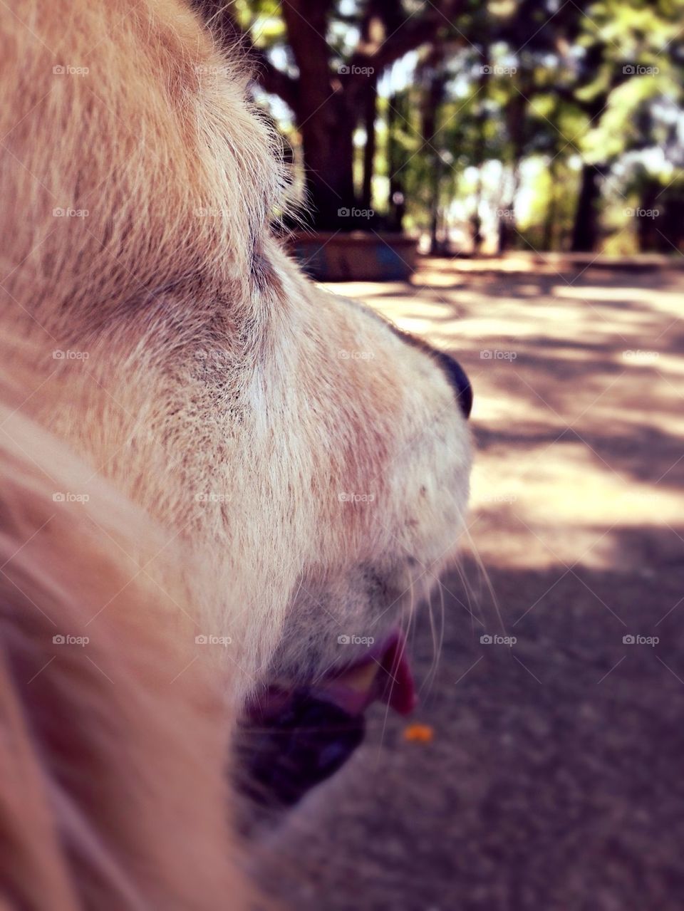 Close-up of dog's head