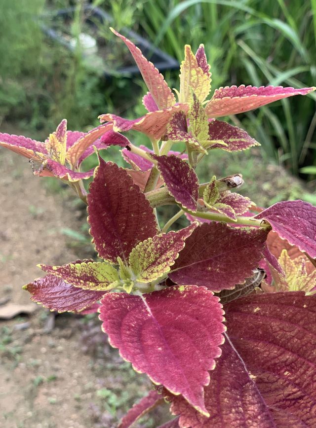 Red leaf 