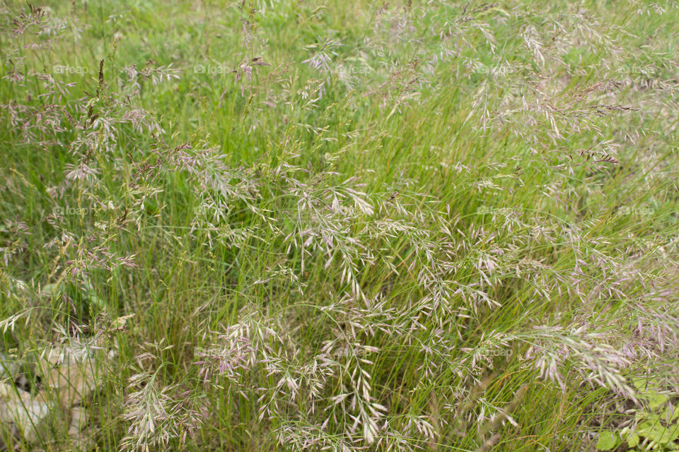 blowing grass