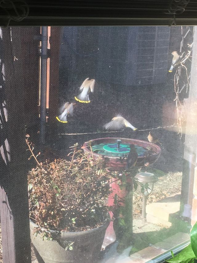 Angel Shaped Birds