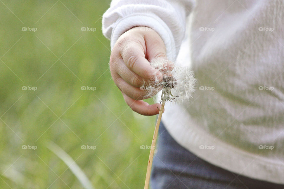 Dandelion in little girls hand