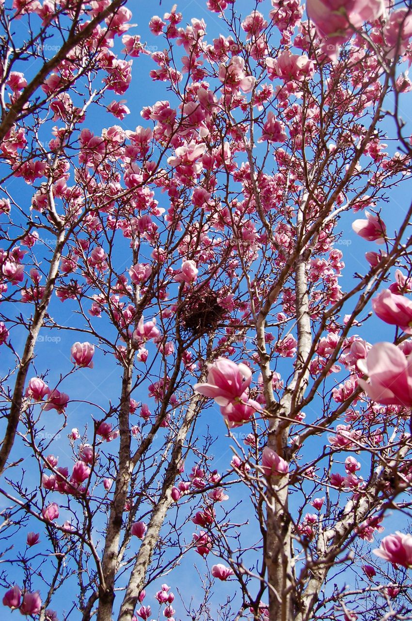 Tulip Tree With Nest