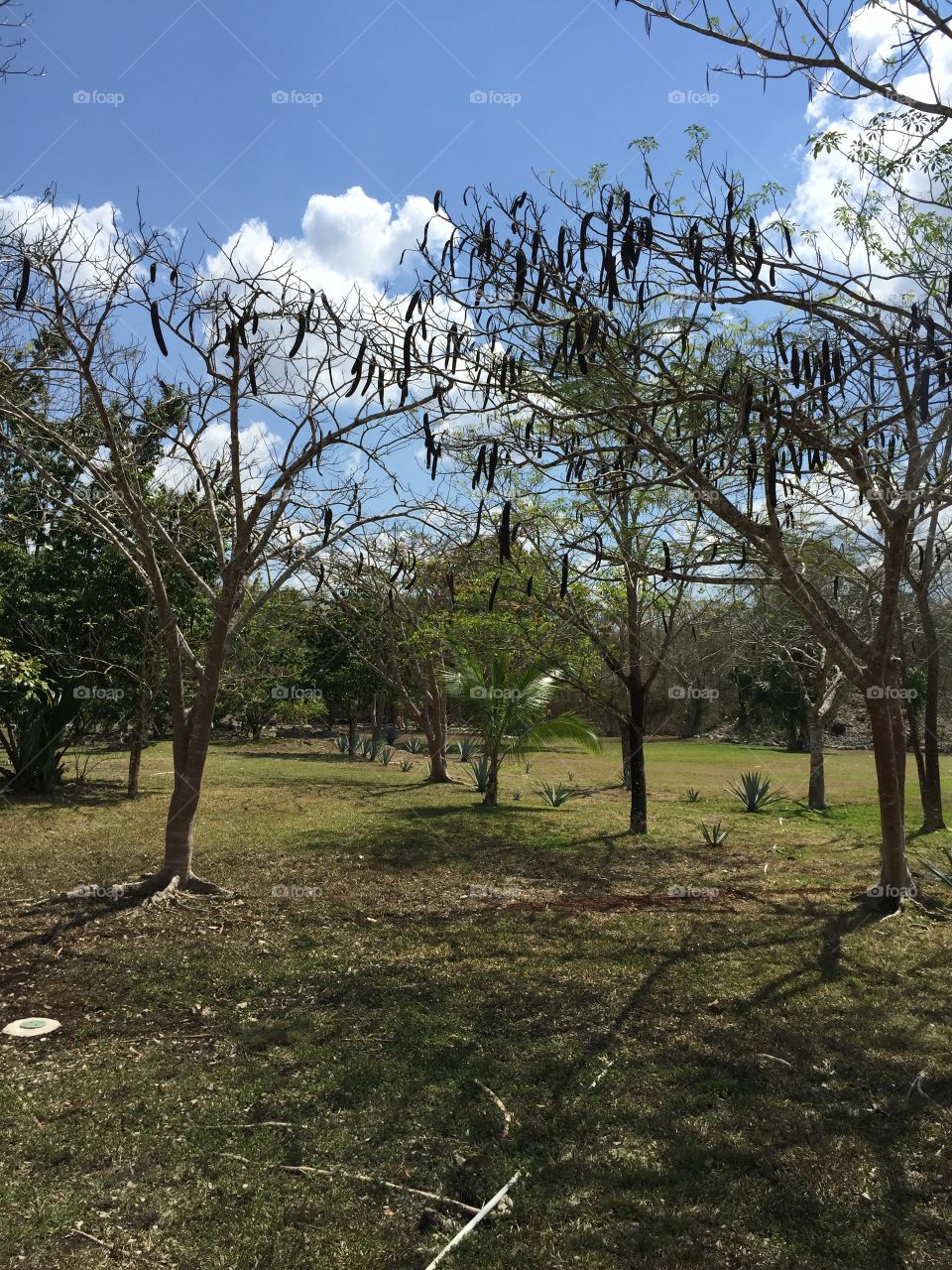 Tree, Landscape, No Person, Nature, Environment