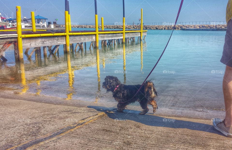 Dog by the Lake