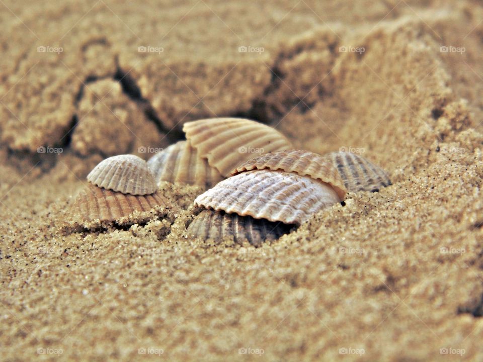 shells on the beach