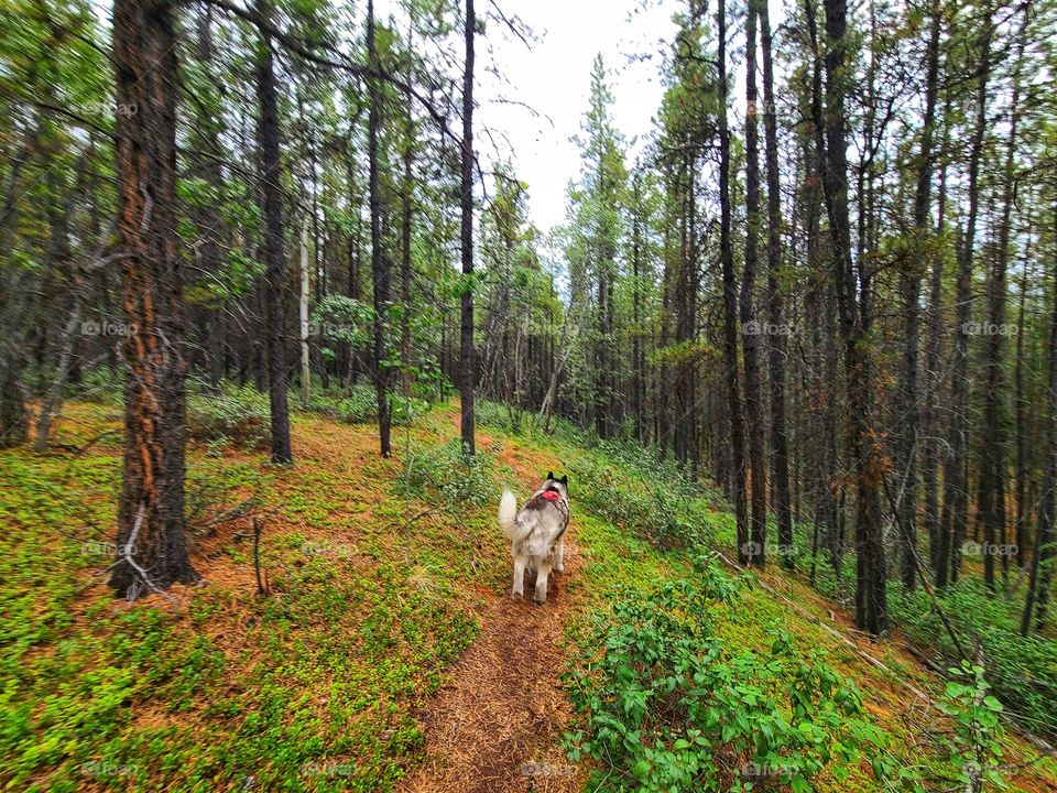 Huksy dog hiking through the green forest with the tall pine trees