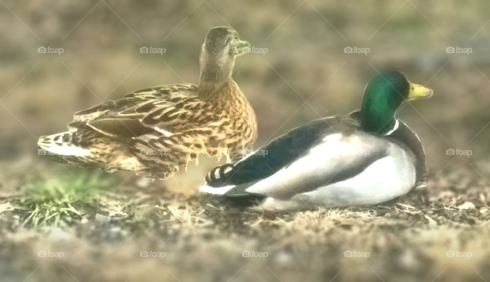 Ducks