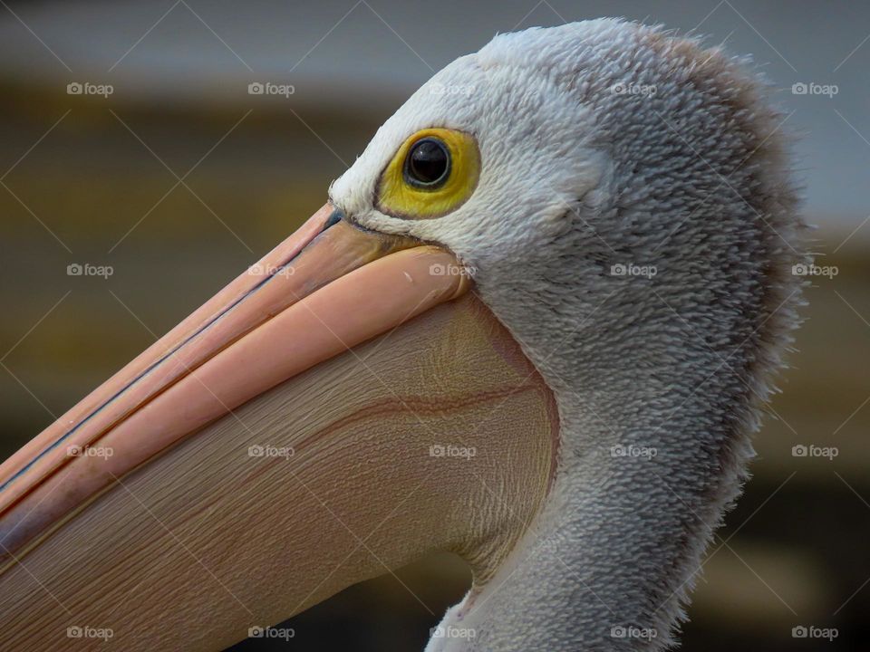 Pelican closeup 