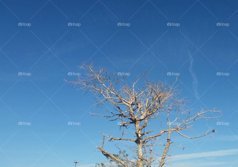 dry tree, blue sky