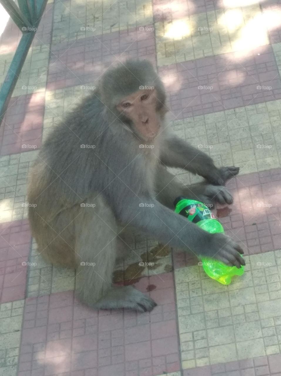 monkey with cold drink bottle want to drink but mouth of bottle is close with lid, watching here and there waiting for help
