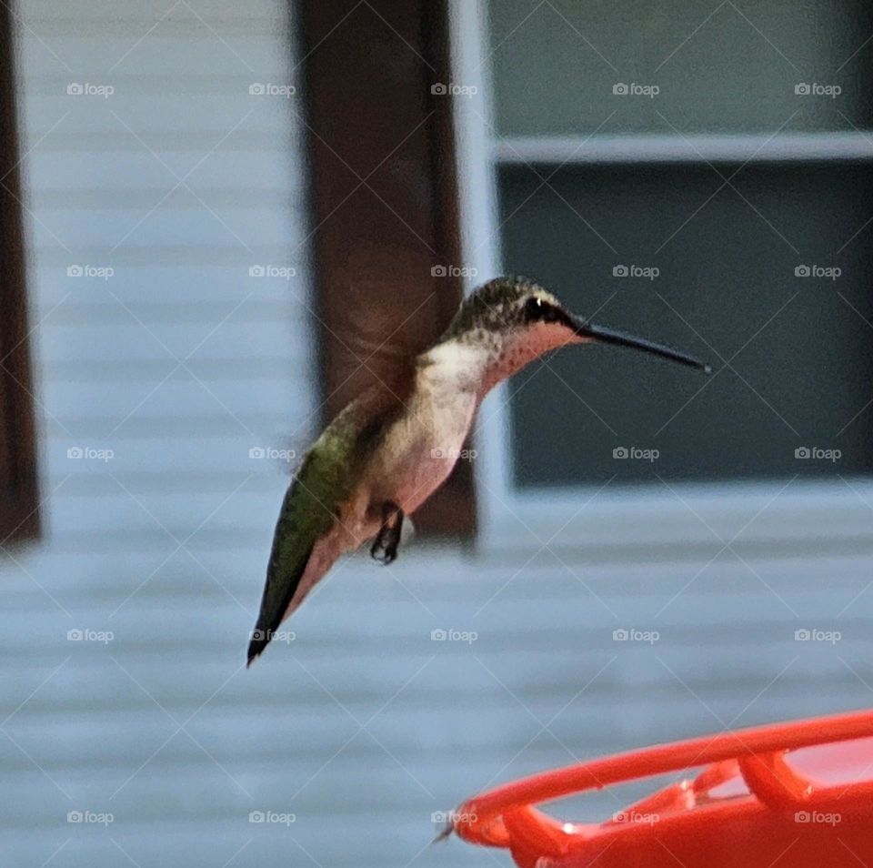 humming bird