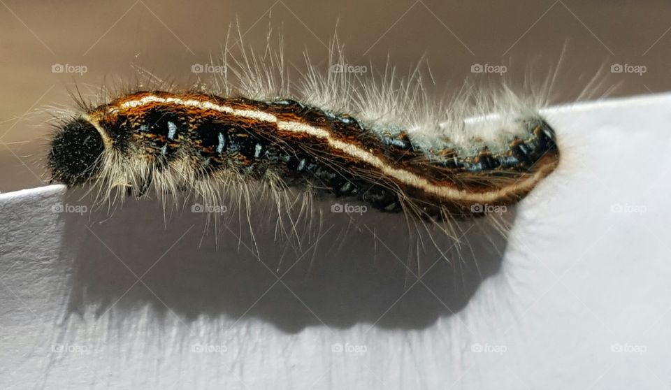 Hairy caterpillar