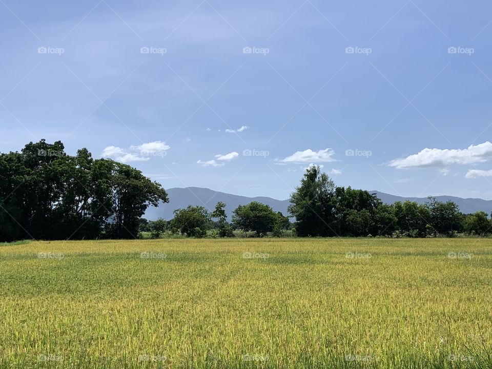 The stories of the rice field, Countryside 