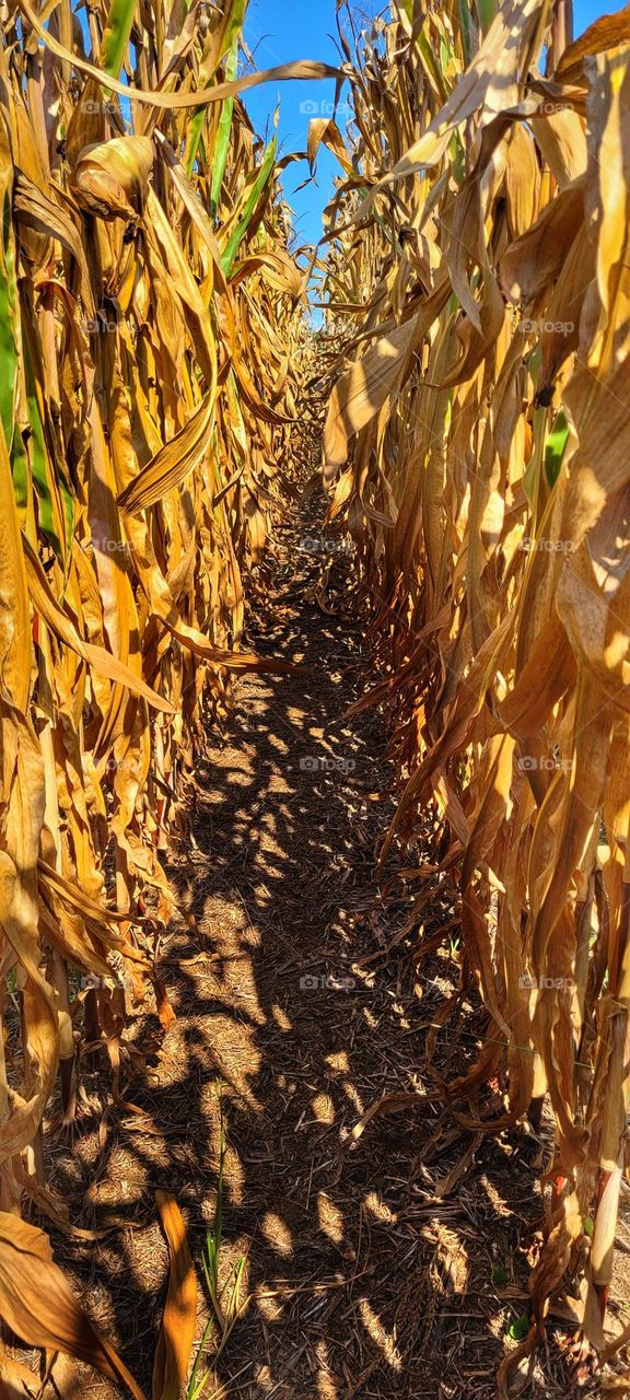 corn stock hallway