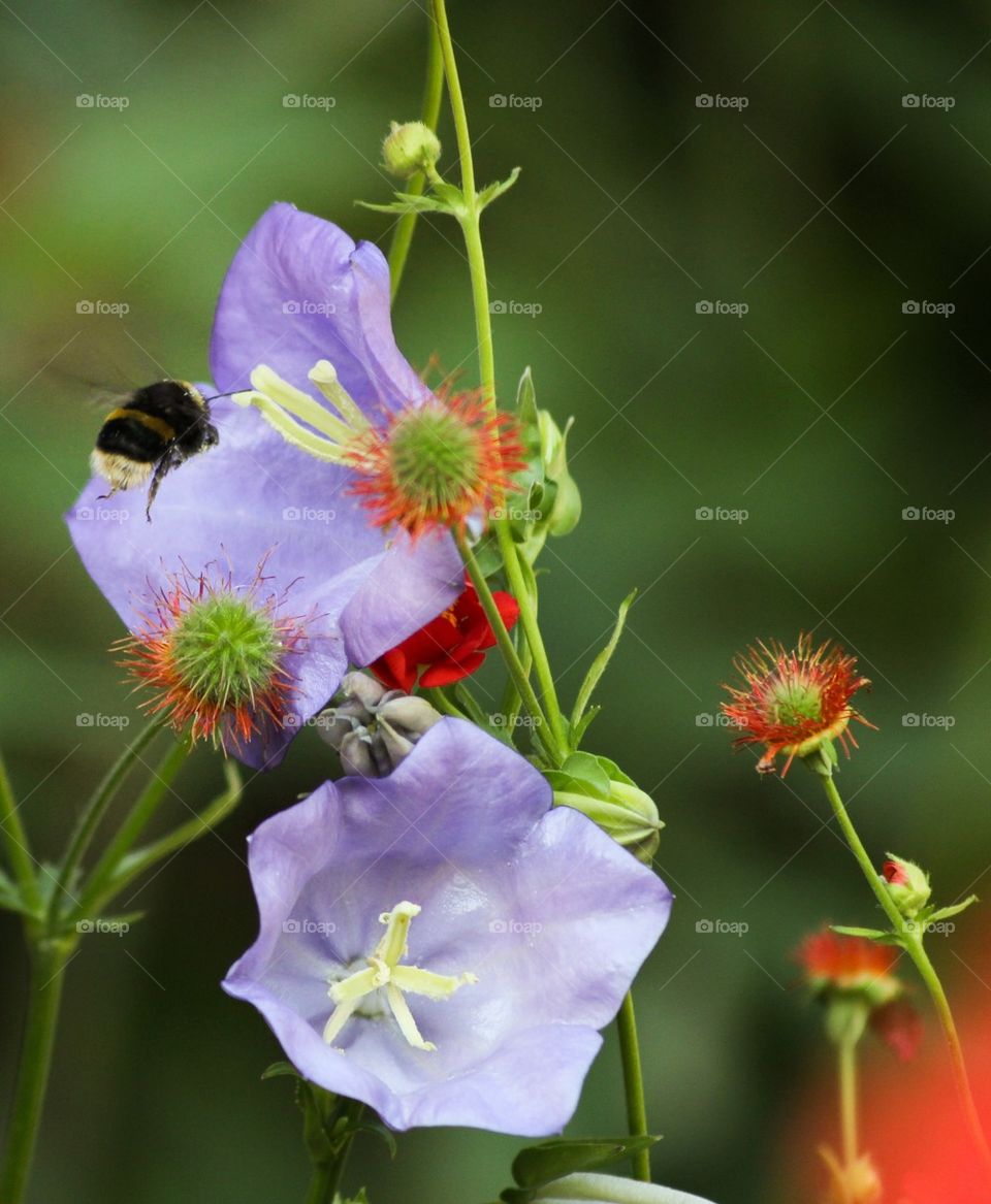 Flowers arranged at random and a Bee