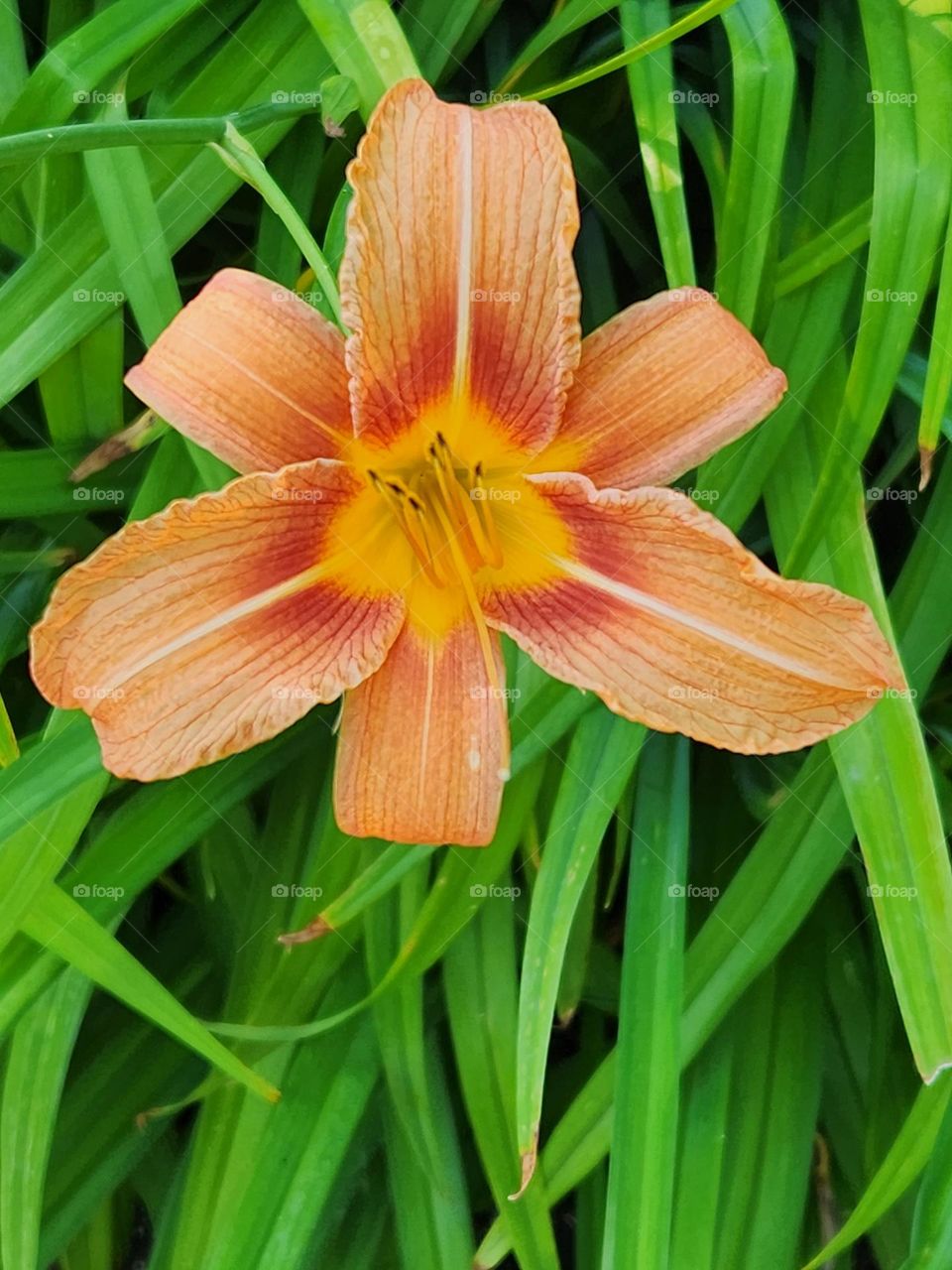 close up of bright yellow orange Day Lily flower blossom and green grass in Oregon