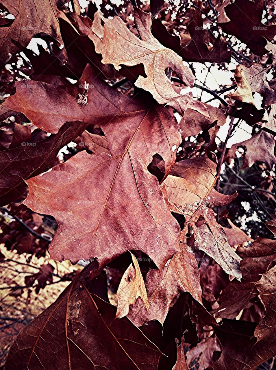 The Last Leaves of Autumn