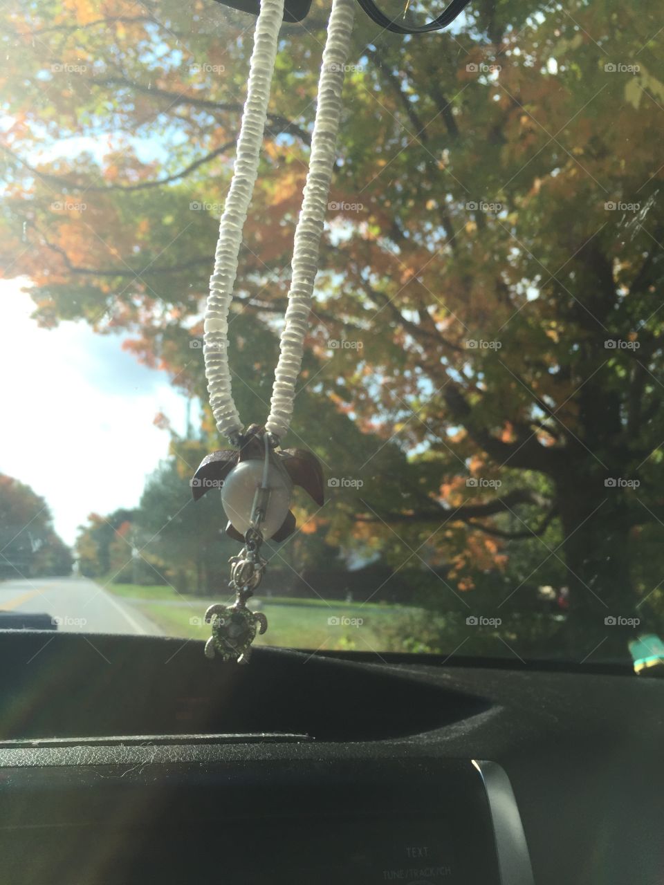 My view on my way to work every day. My turtle given to me by a friend that I now live far away from.
