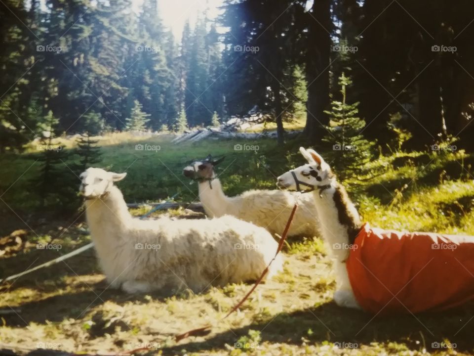 Three llamas on Mt Adams during a break from hiking up to 6000 feet.