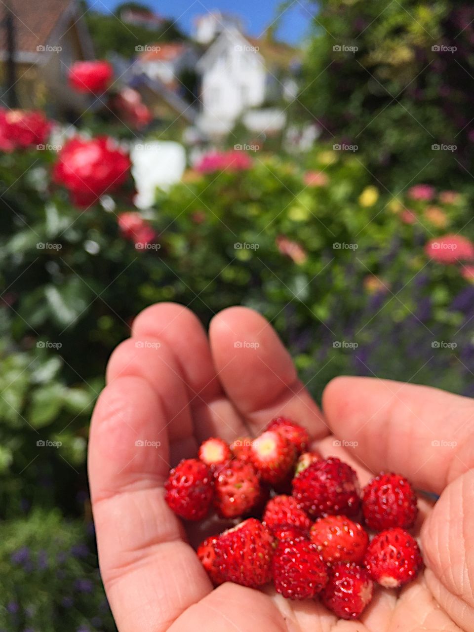 Wild strawberries