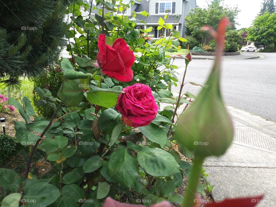 corner garden rose bush