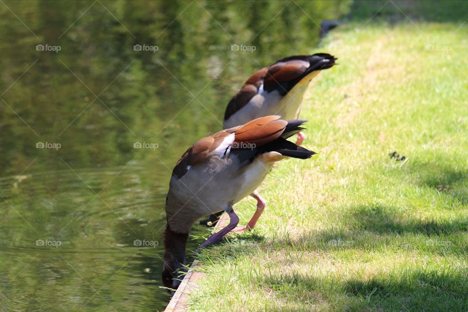 To Egyptian geese fishing