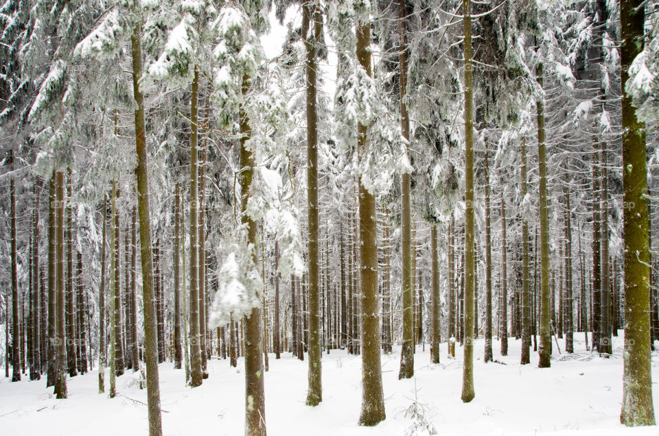 Trees in forest during winter