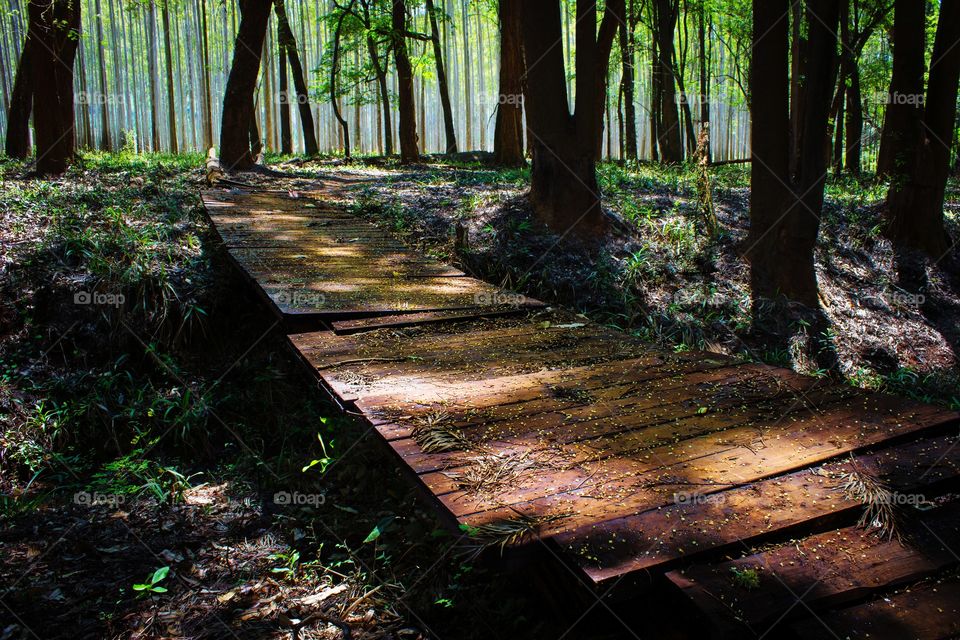 Bridge build in the forest to cross strem