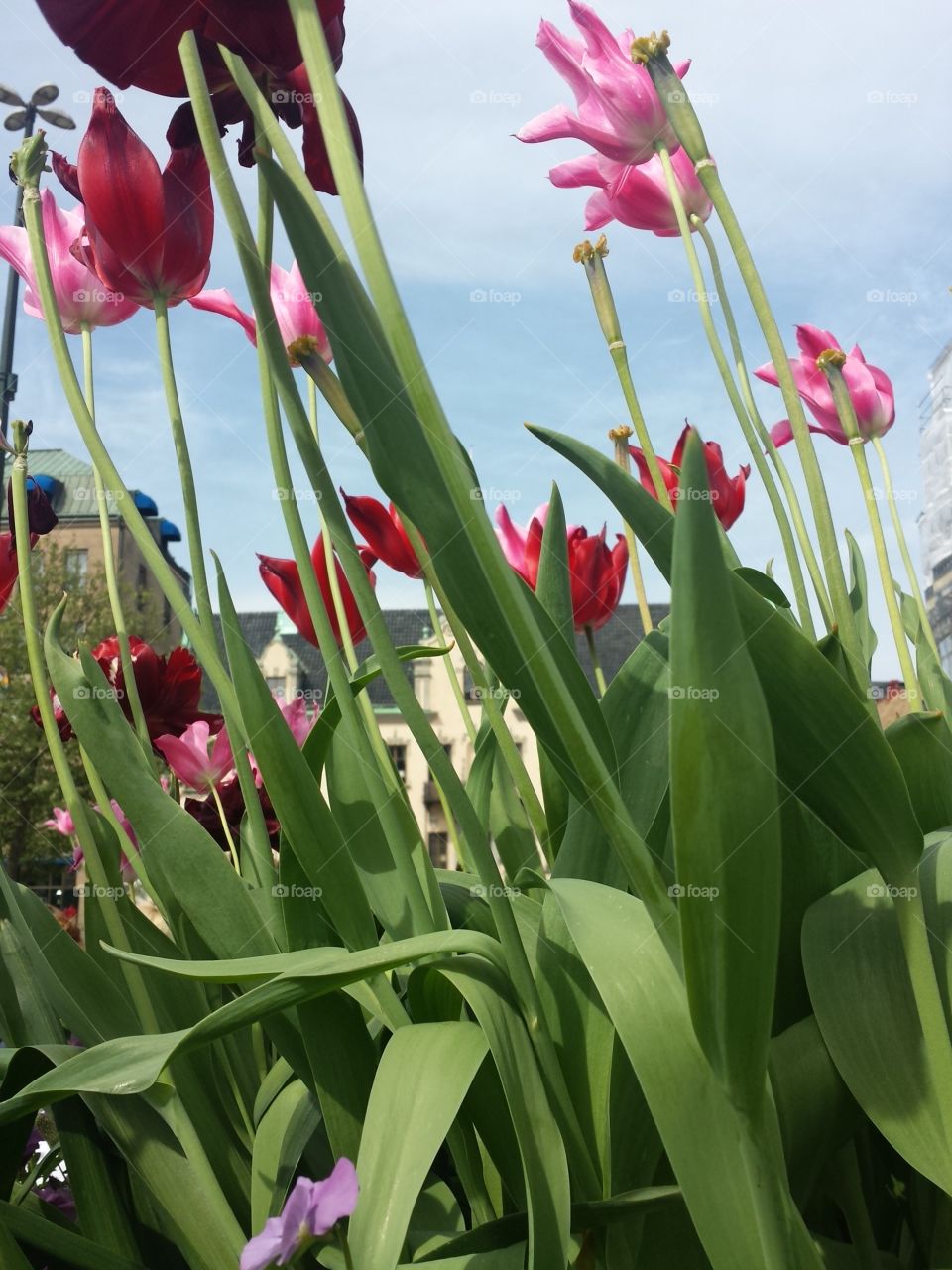City Square Tulips