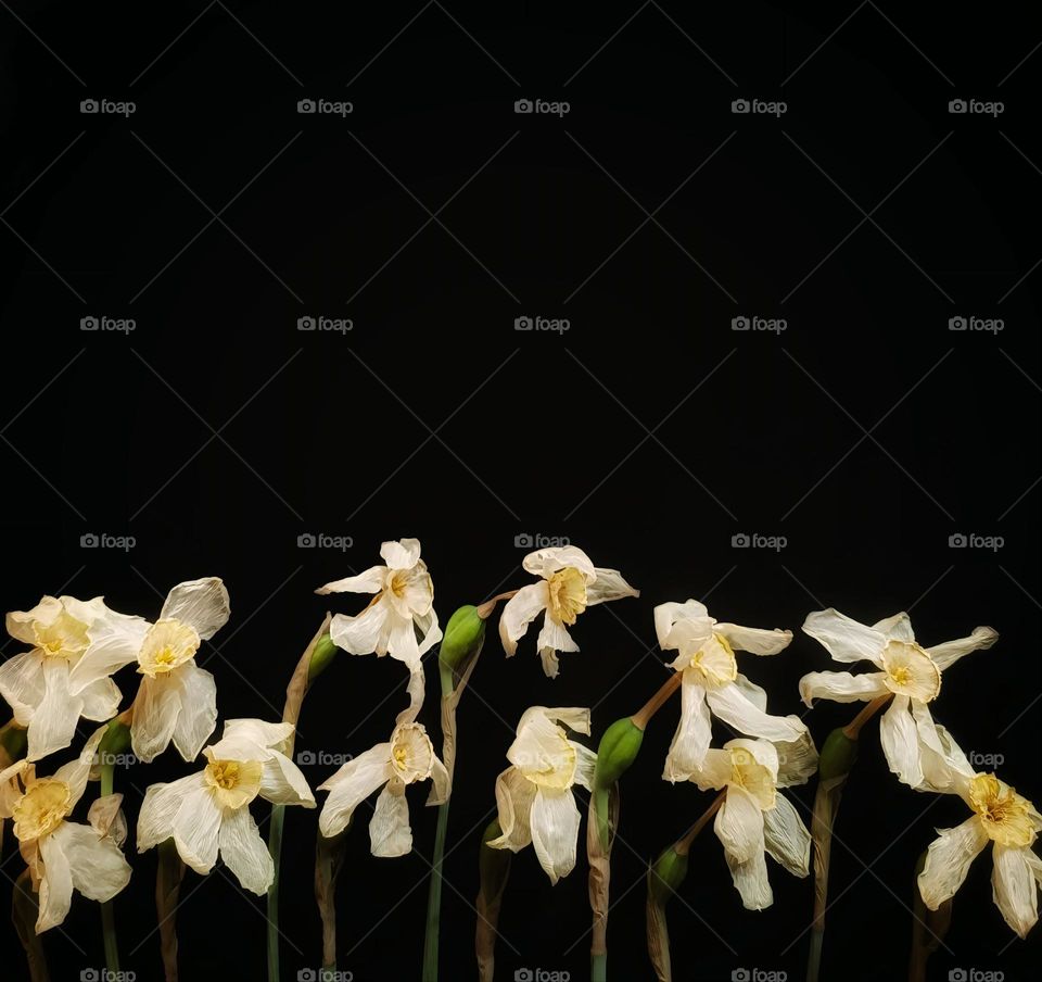 Wilting narcissus on a black background