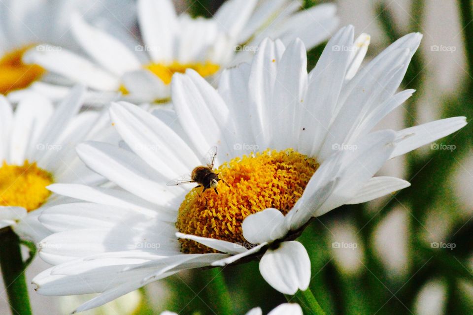 Fly pollinating on white flower