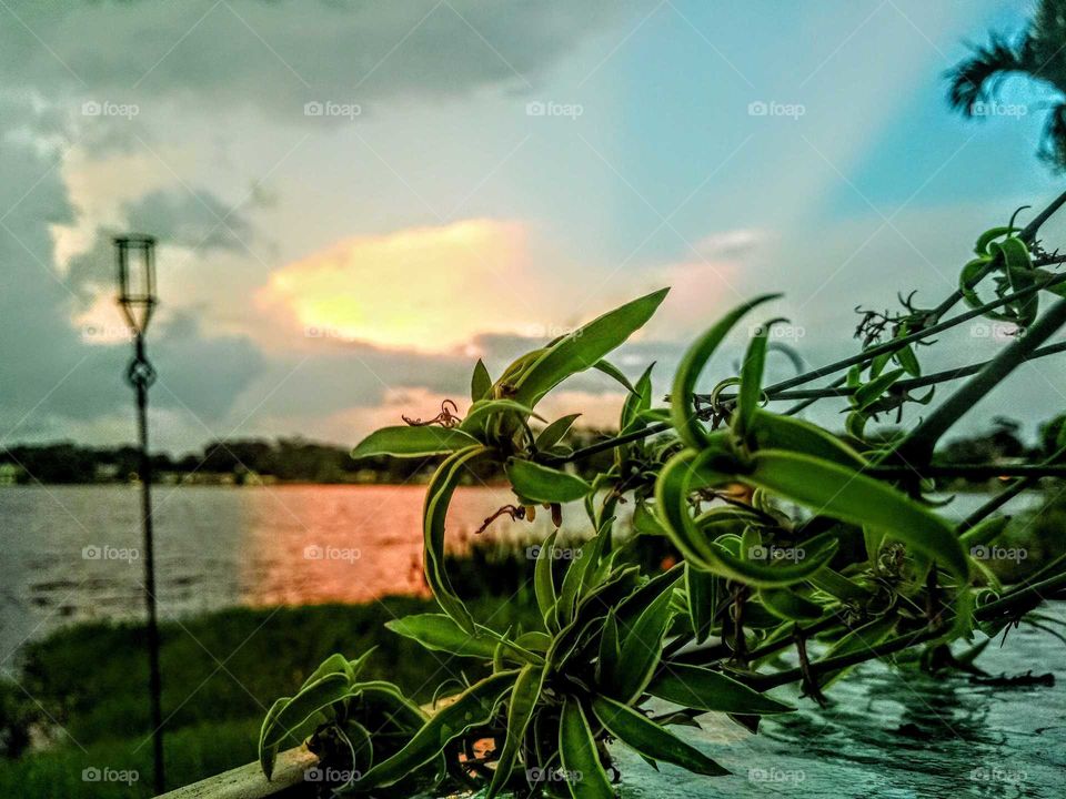 lakeview sunset overlooking flora plant