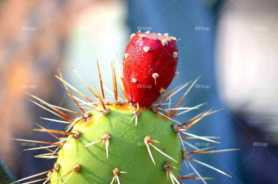 Cactus