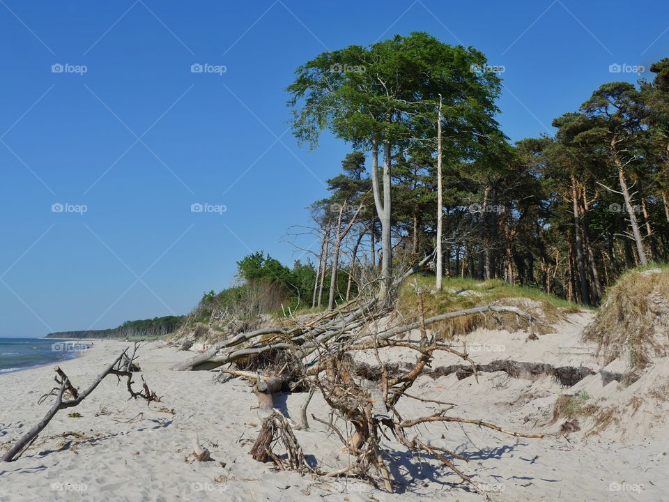 Protecting coastal forest