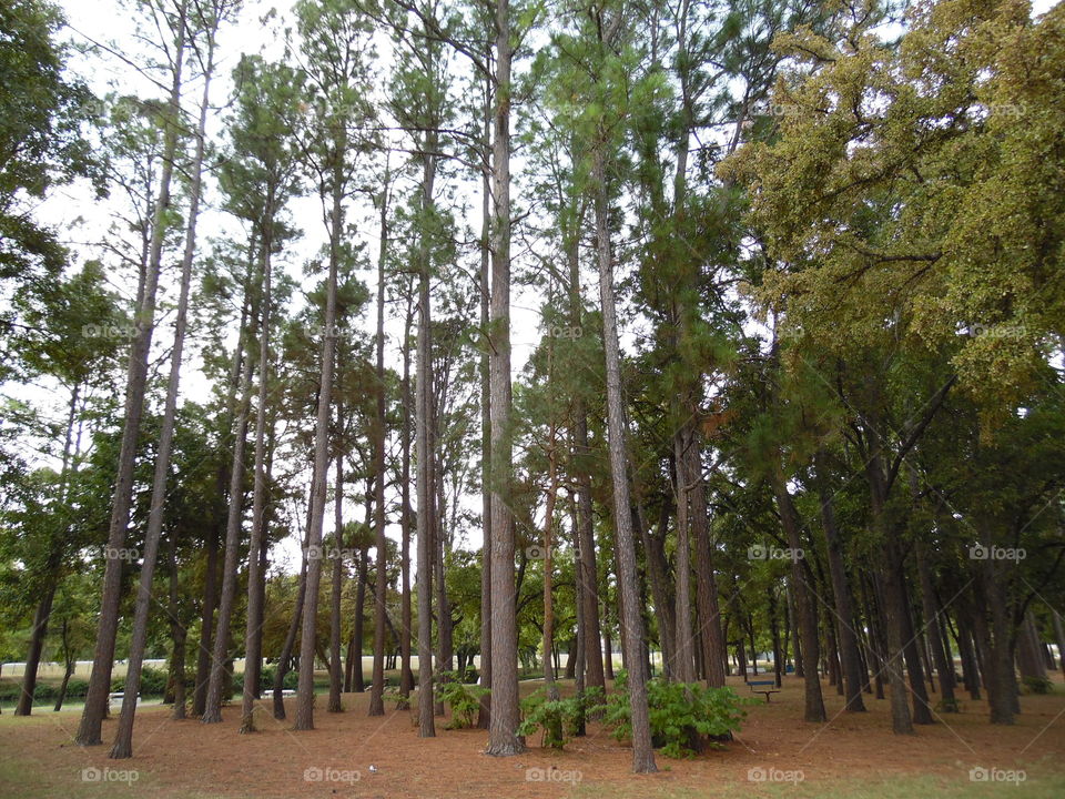 East Texas elm. This is a picture of some elm trees. 👣 🚶 🏃 🔥 💨